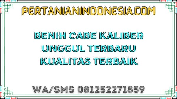 Benih Cabe Kaliber Unggul Terbaru Kualitas Terbaik